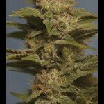 Great_Gardener_Barbarabud