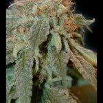 Great_Gardener_Haoma