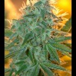 Great_Gardener_JeanGuy