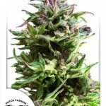 Forest-Dream-Dutch-Passion (1)