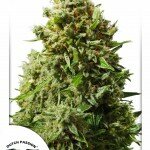 Think-Different2-Dutch-Passion