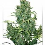 Tundra-Dutch-Passion