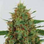 Cinderella 99 G13 Labs Seeds
