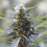 Northen Light x Skunk G13 Labs Seeds