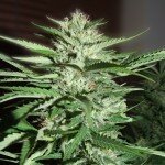 Pineapple Express G13 Labs Seeds