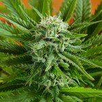 Auto Pineapple Express G13 Labs Seeds